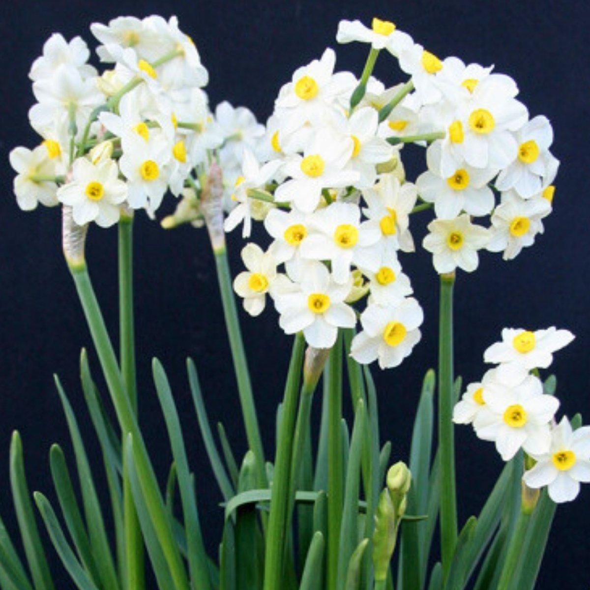 Lily Santander - Oriental Cut 14/16 | Leo Berbee Bulb Company